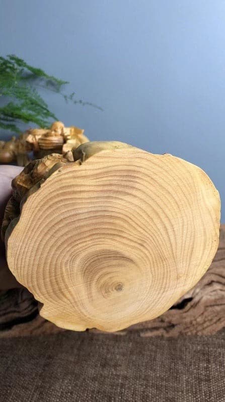 サイズ_35cm(限定品)